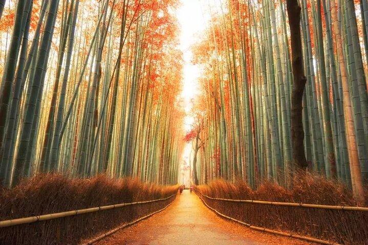 Excursión al Parque Nara del Templo Kinkakuji de Arashiyama desde Osaka y Kioto