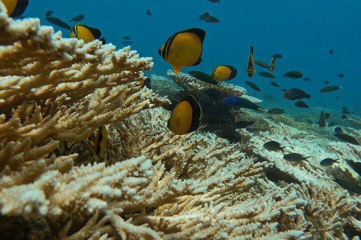 マスカットのアド・デイマニヤット諸島でのシュノーケリング体験