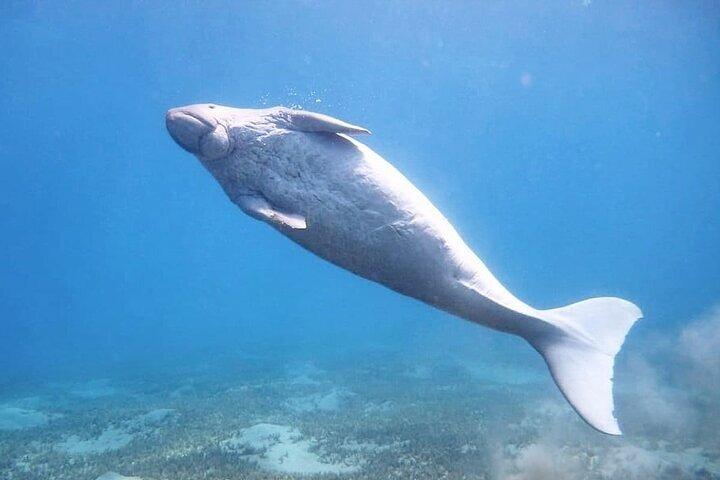 Marsa Moubarak snorkeling avec dugongs et tortues - marsaalam