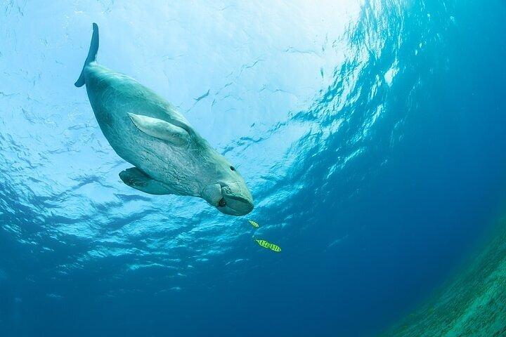 Marsa Moubarak snorkeling avec dugongs et tortues - marsaalam