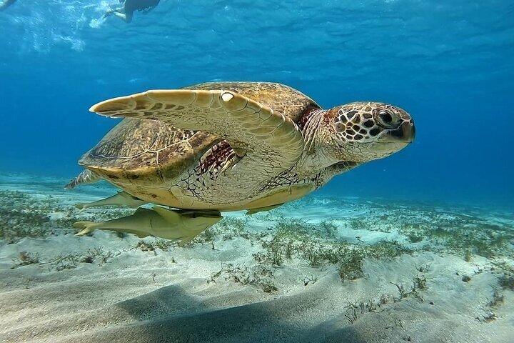 Marsa Moubarak snorkeling avec dugongs et tortues - marsaalam
