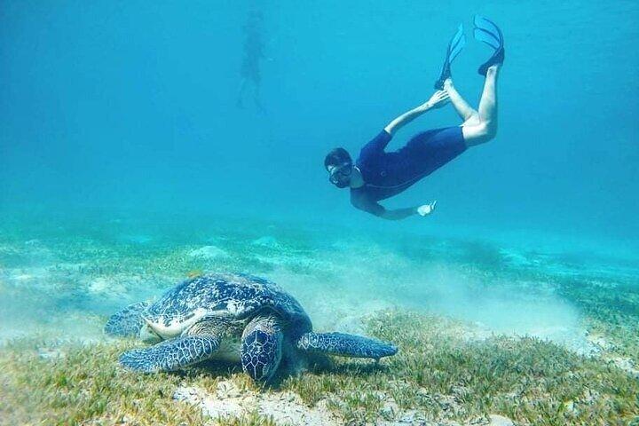Marsa Moubarak snorkeling avec dugongs et tortues - marsaalam