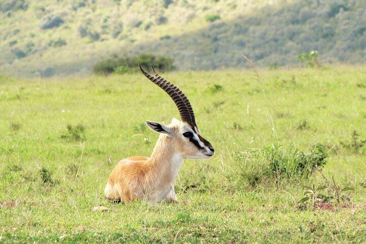 6 jours Visiter le Masai Mara, Nakuru et Amboseli