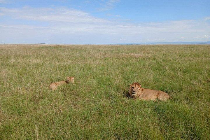 03日間マサイマラで野生動物と自然アドベンチャー