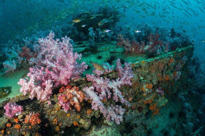 認定ダイバーのためのキングクルーザーの沈没船とドクマイ島での 3 回の楽しいダイビング