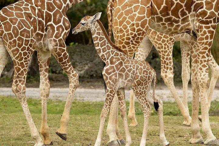 Tour di un giorno al Parco Nazionale di Nairobi e al Giraffe Centre