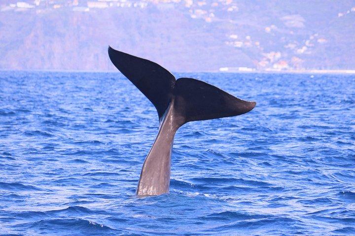 Whale and Dolphin Watching in Calheta, Madeira Island