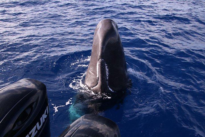 Whale and Dolphin Watching in Calheta, Madeira Island