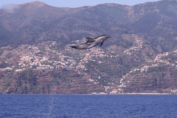 Whale and Dolphin Watching in Calheta, Madeira Island