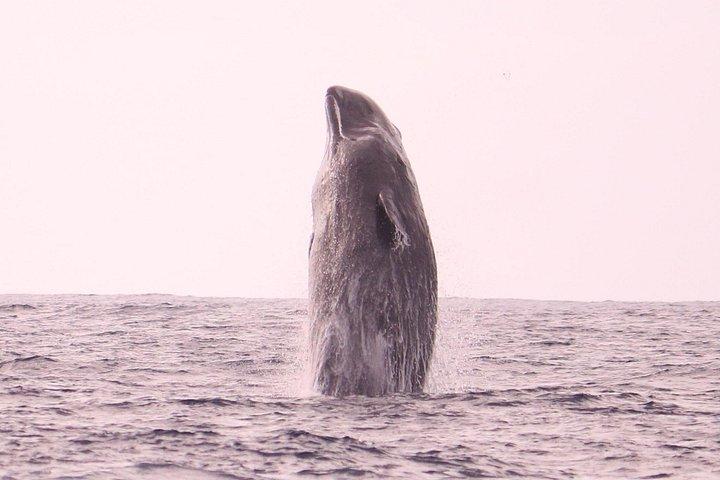 Whale and Dolphin Watching in Calheta, Madeira Island