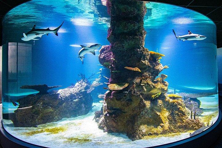 ウィーンを巡る子供と青少年のためのプライベート ツアー