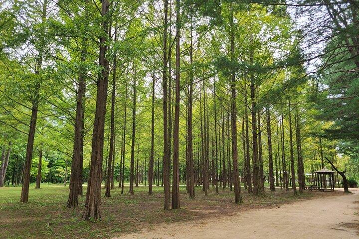 美しい景色を楽しみながらの旅：南怡島、アチムゴヨ樹木園、レールバイク