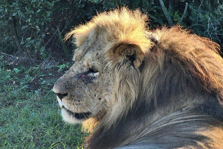 Addo Elephant National Park Half Day Shared Tour