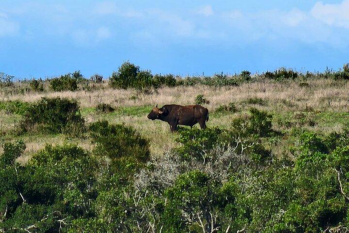 Addo Elephant National Park Half Day Shared Tour