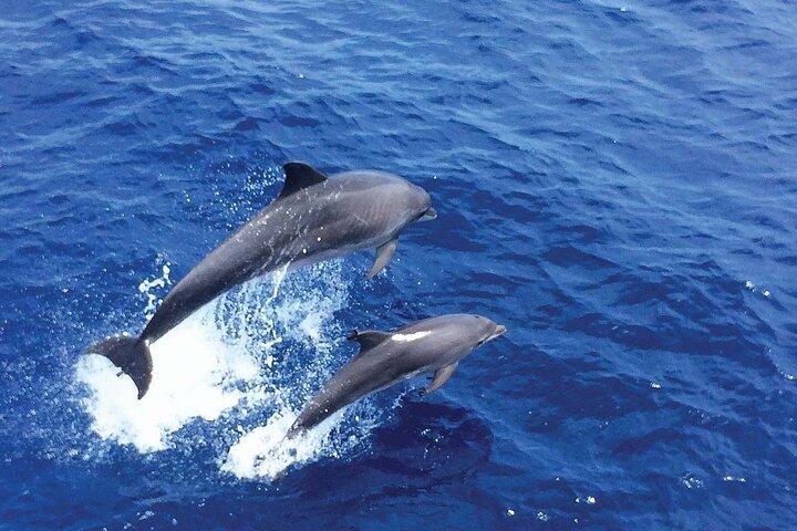 Delfinobservation fra Palma de Mallorca