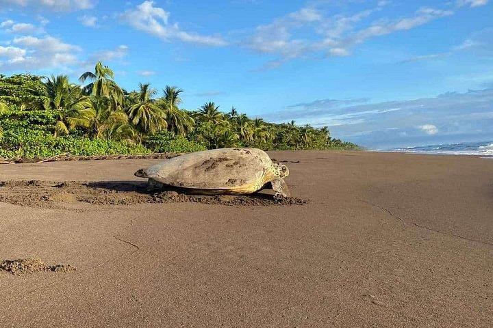 Small Group Tortuguero Turtle Nesting Tour