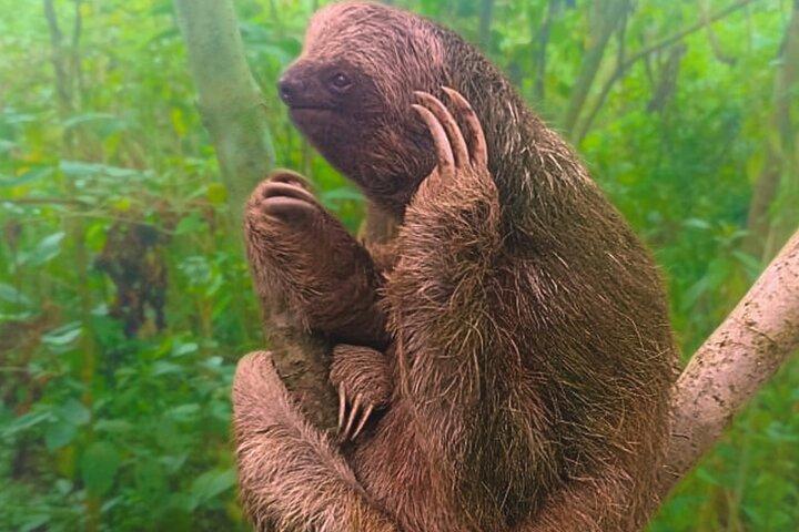 リオセレステ遠征－ナマケモノ、滝、自然の魔法