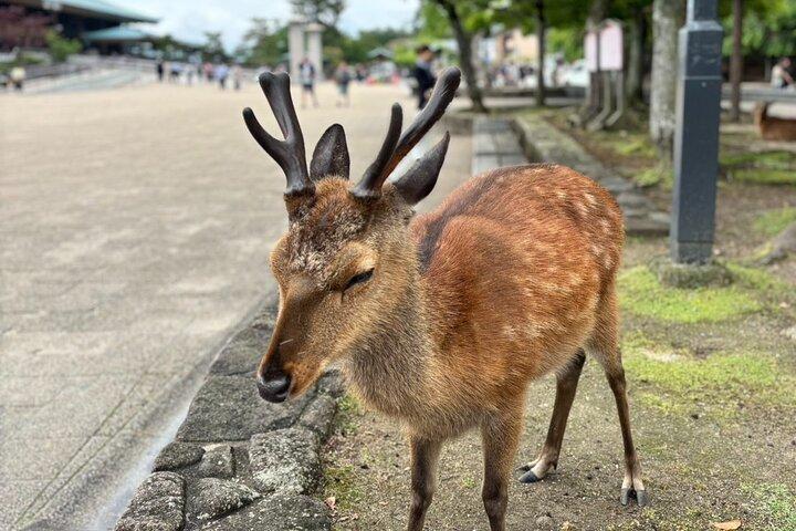 Hiroshima en Miyajima per fiets en boot