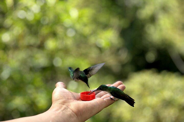 Excursión de día completo al Bosque Nuboso Mindo desde Quito con colibríes