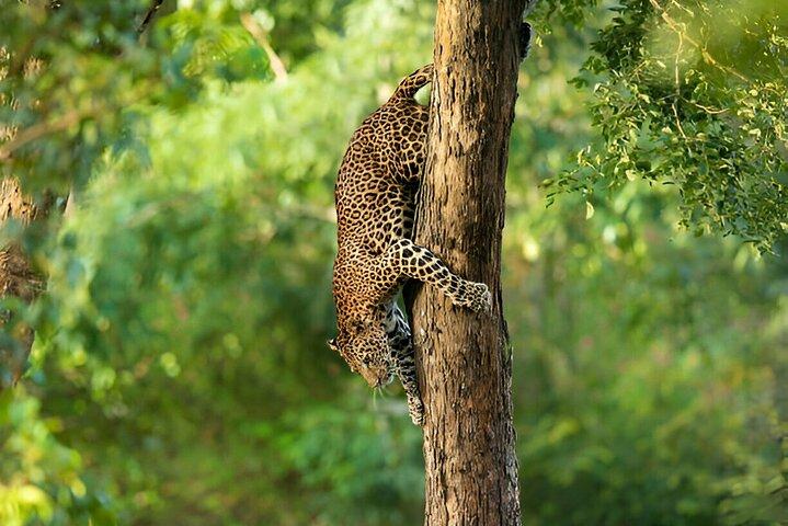 Leopard Full Day Safari Yala National Park vanuit Yala