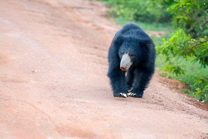 Wilpattu Halbtagessafari ab Sigiriya