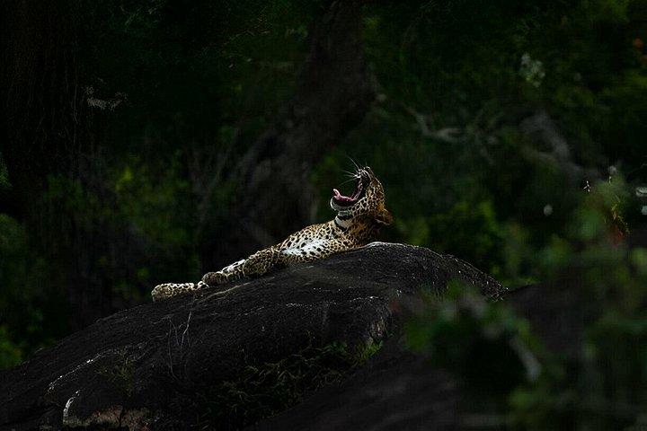 Wilpattu National Park from Colombo