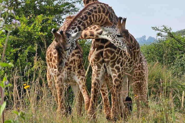 Nairobi : Nationalpark mit 4 x 4 Tour Van & Giraffe Center