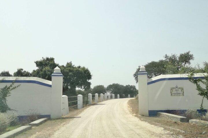 Privat tur for at opdage Alentejo-vine