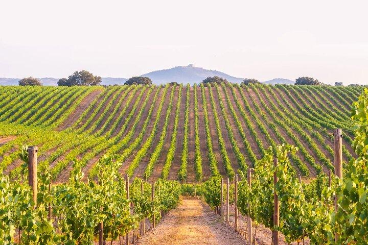 Privat tur for at opdage Alentejo-vine
