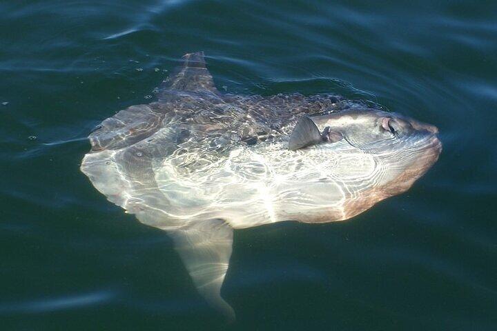Delfin- und Robbenkatamaranfahrt
