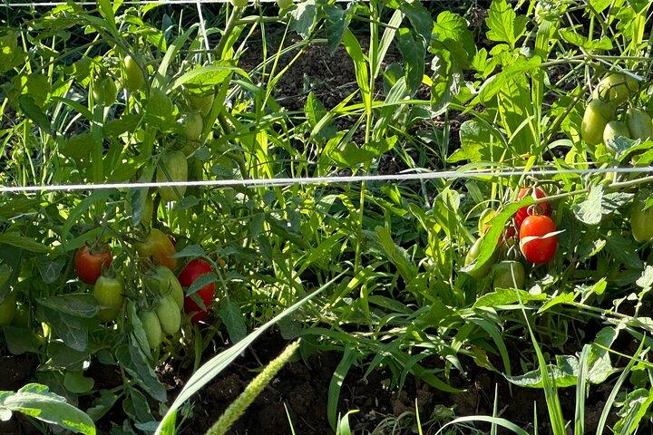 ソレント料理学校 地元の人のように海を眺めながら料理を100%実践