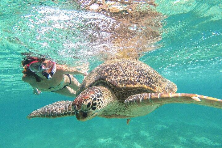 Tour de Día: Tulum Cenote y Nado con Tortugas Desde Cancún