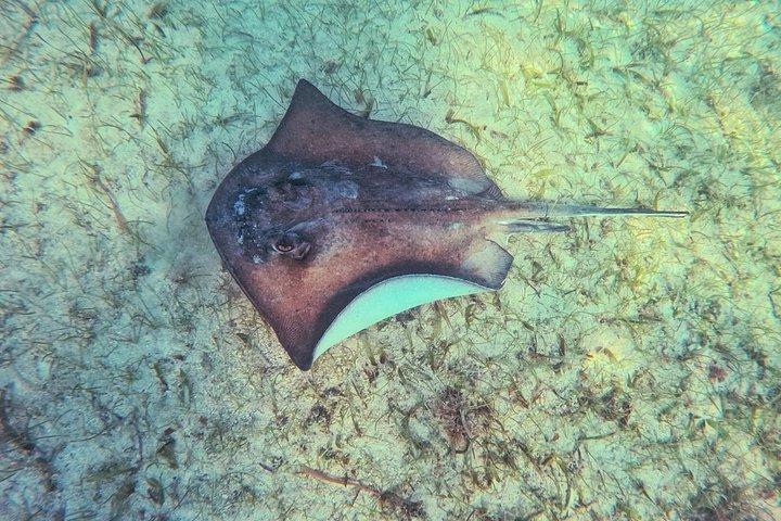 日帰りツアー：カンクン発トゥルムのセノーテとウミガメとの遊泳