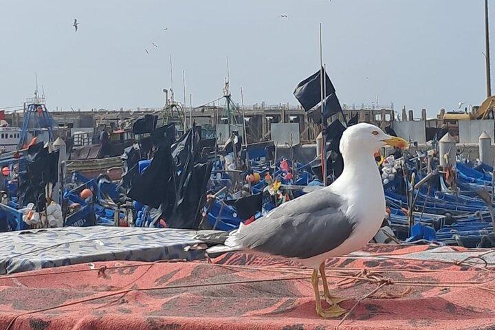 Heldagsutflykt från Marrakech till Essaouira Mogador