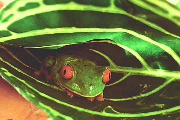リオセレステ遠征－ナマケモノ、滝、自然の魔法
