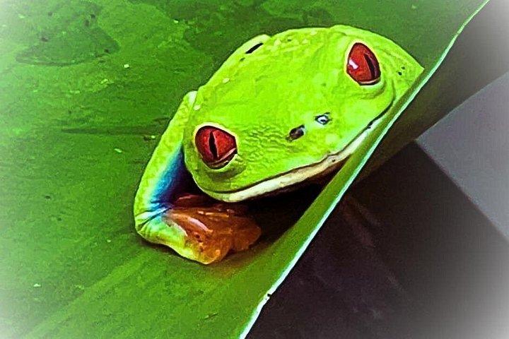 リオセレステ遠征－ナマケモノ、滝、自然の魔法
