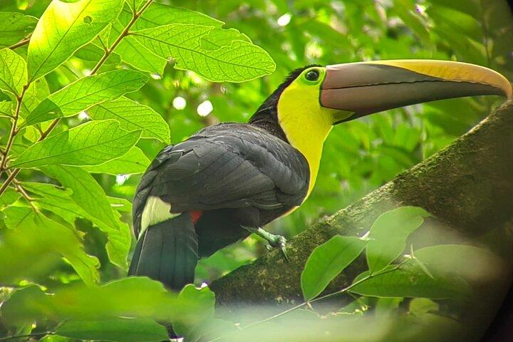 Parc national Manuel Antonio : Visite guidée avec entrée incluse