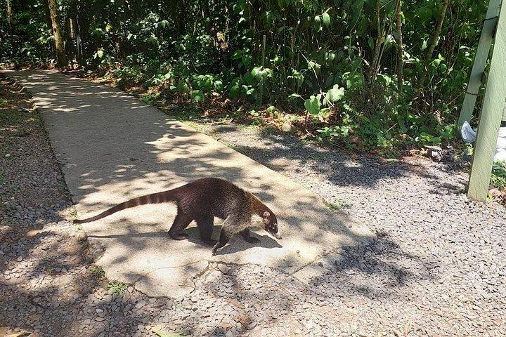 リオ セレステ テノリオ火山国立公園をハイキング