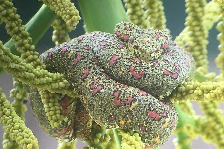 リオ セレステ テノリオ火山国立公園をハイキング