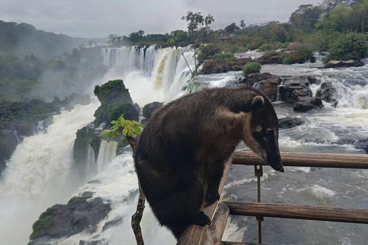 イグアスの滝 ブラジルとアルゼンチンの 1 日ツアー