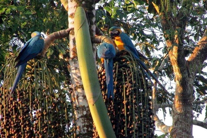 4 Day : Sandoval Lake Lodge - Amazon Peru