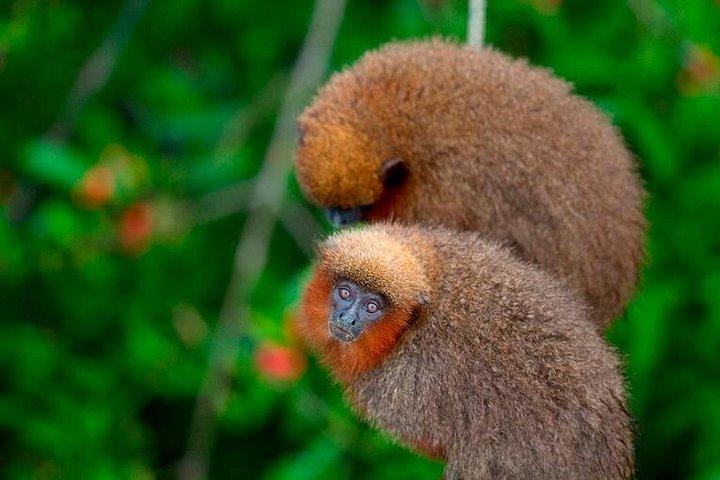 3日目: アマゾンの野生動物ツアー - サンドバル レイク ロッジ