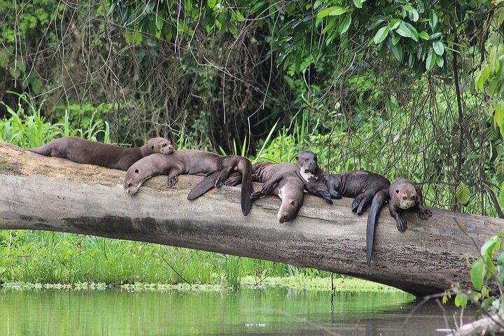 3日目: アマゾンの野生動物ツアー - サンドバル レイク ロッジ