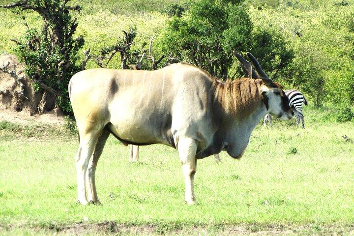 6 jours Visiter le Masai Mara, Nakuru et Amboseli