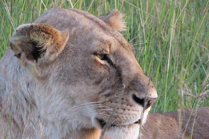 6 giorni al meglio del Kenya Safari Masai Mara, Nakuru e Amboseli