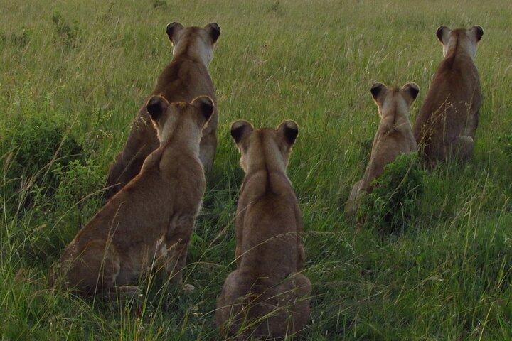 6 jours Visiter le Masai Mara, Nakuru et Amboseli