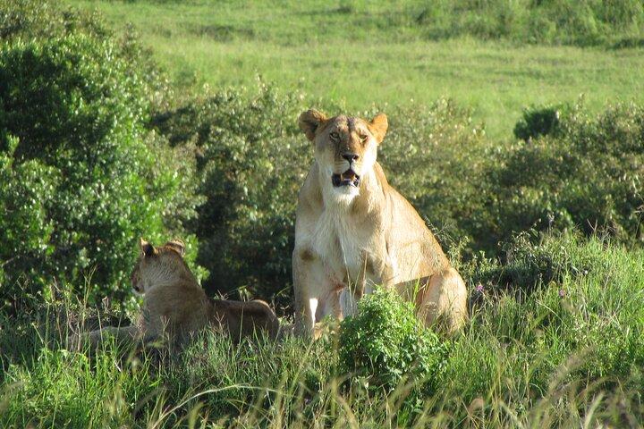 6 jours Visiter le Masai Mara, Nakuru et Amboseli