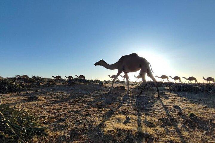 Khareef Salalah - Dia inteiro nas montanhas e cachoeiras