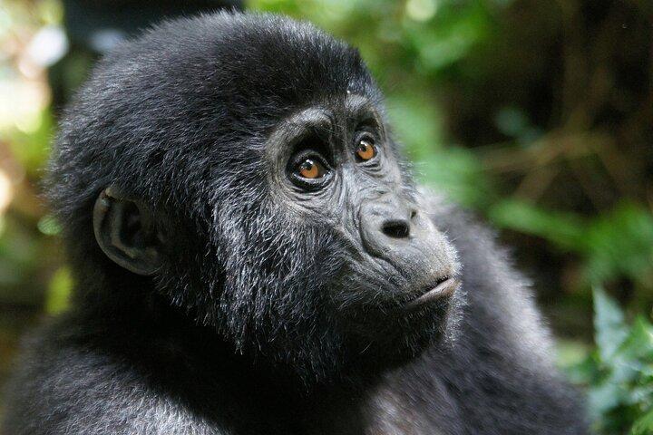 Trekking de gorila da montanha de Bwindi