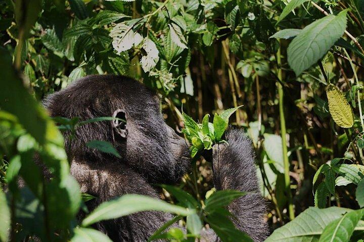 Trekking de gorila da montanha de Bwindi